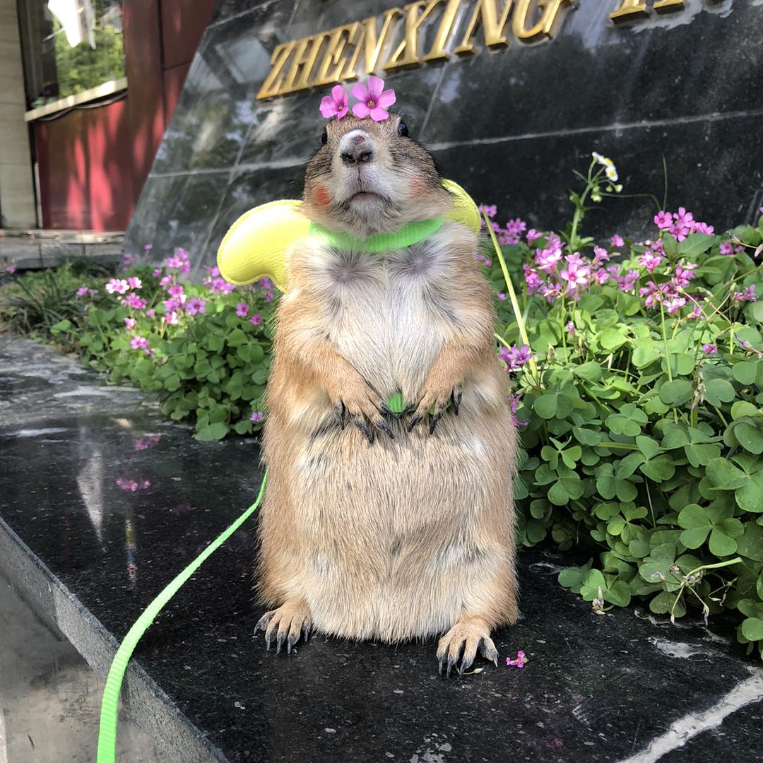 豆爷