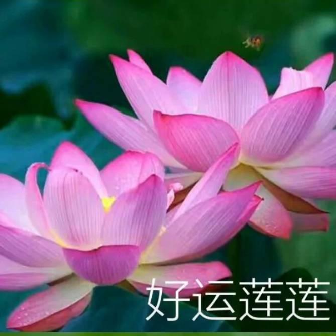 好听的歌曲…红妹🔥