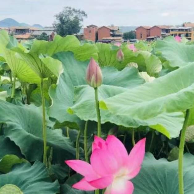 南 来 北 往