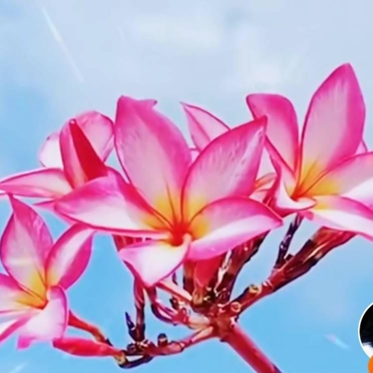 芳香四季