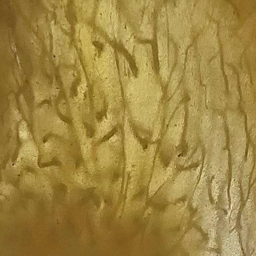 吃野菜长大的农民工