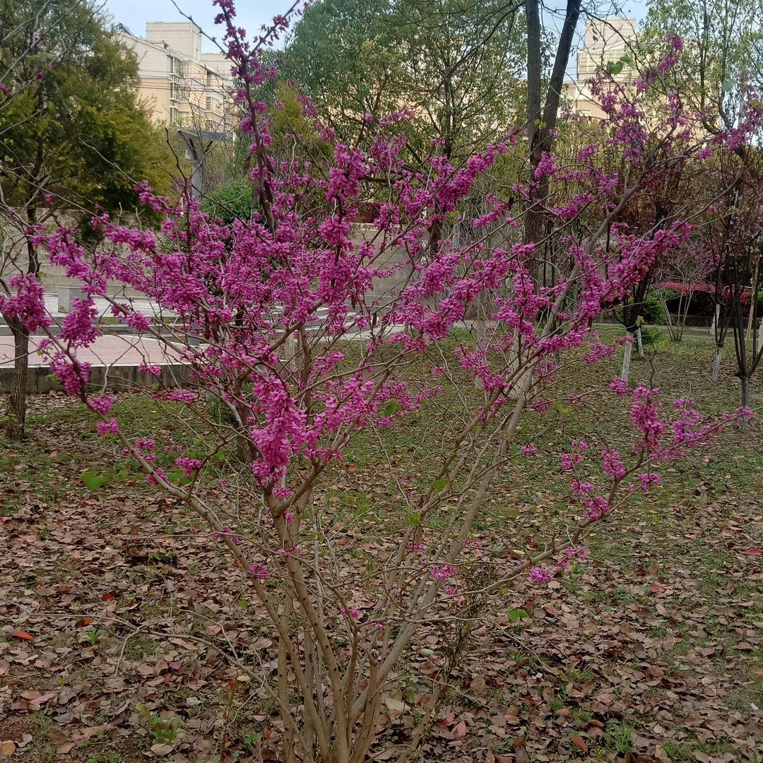 唢笛馨韵