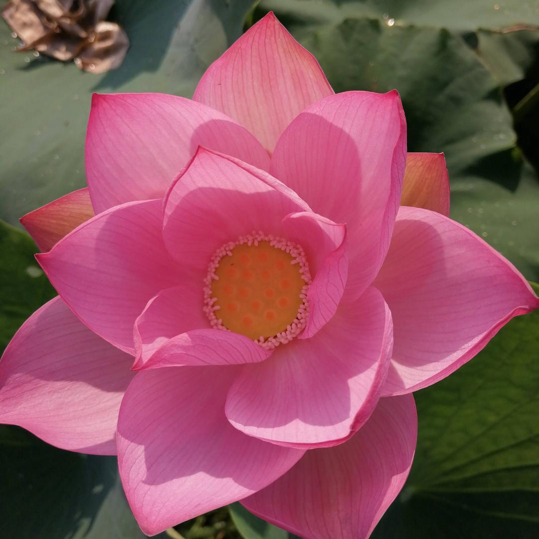 yy飞杨