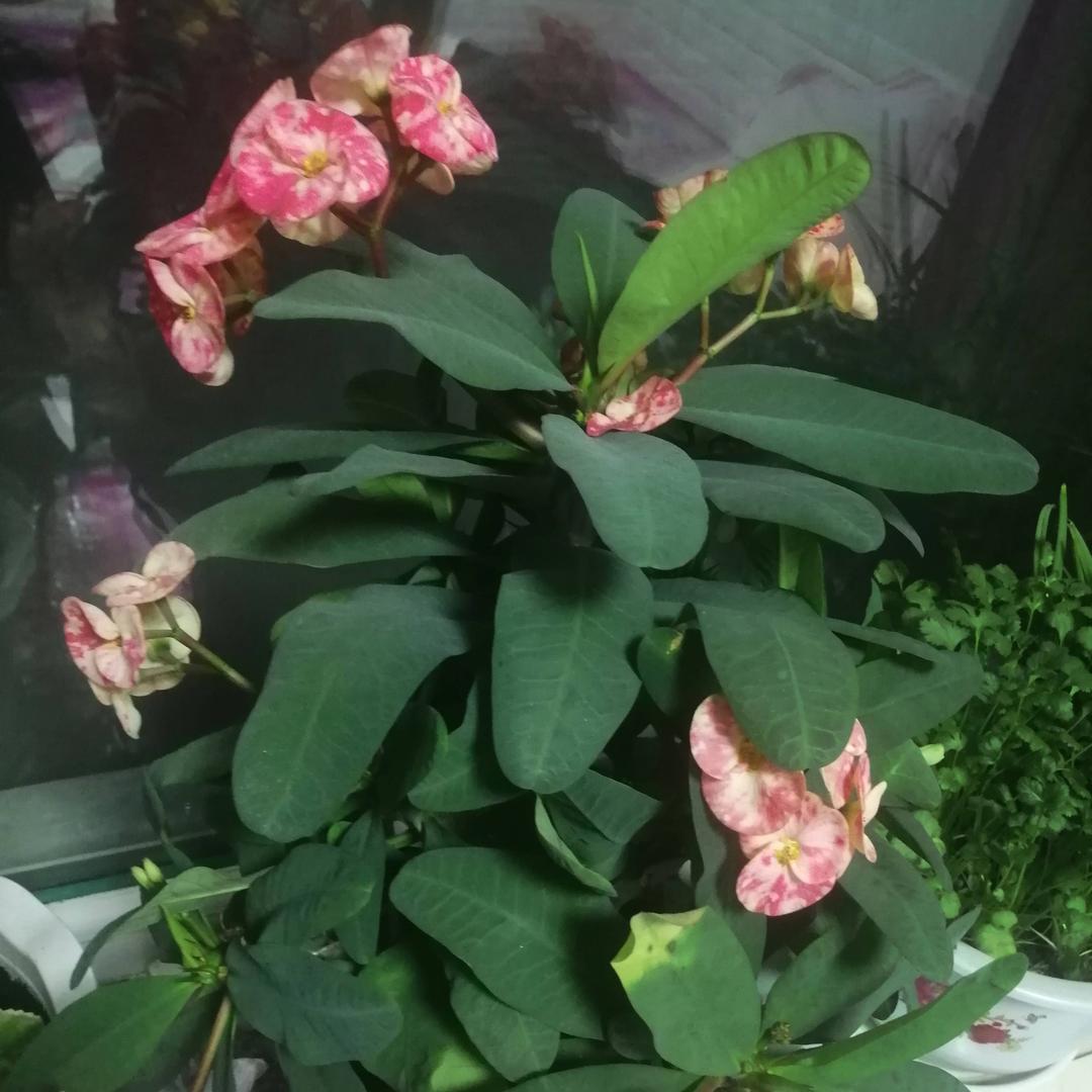 秋水伊人5338