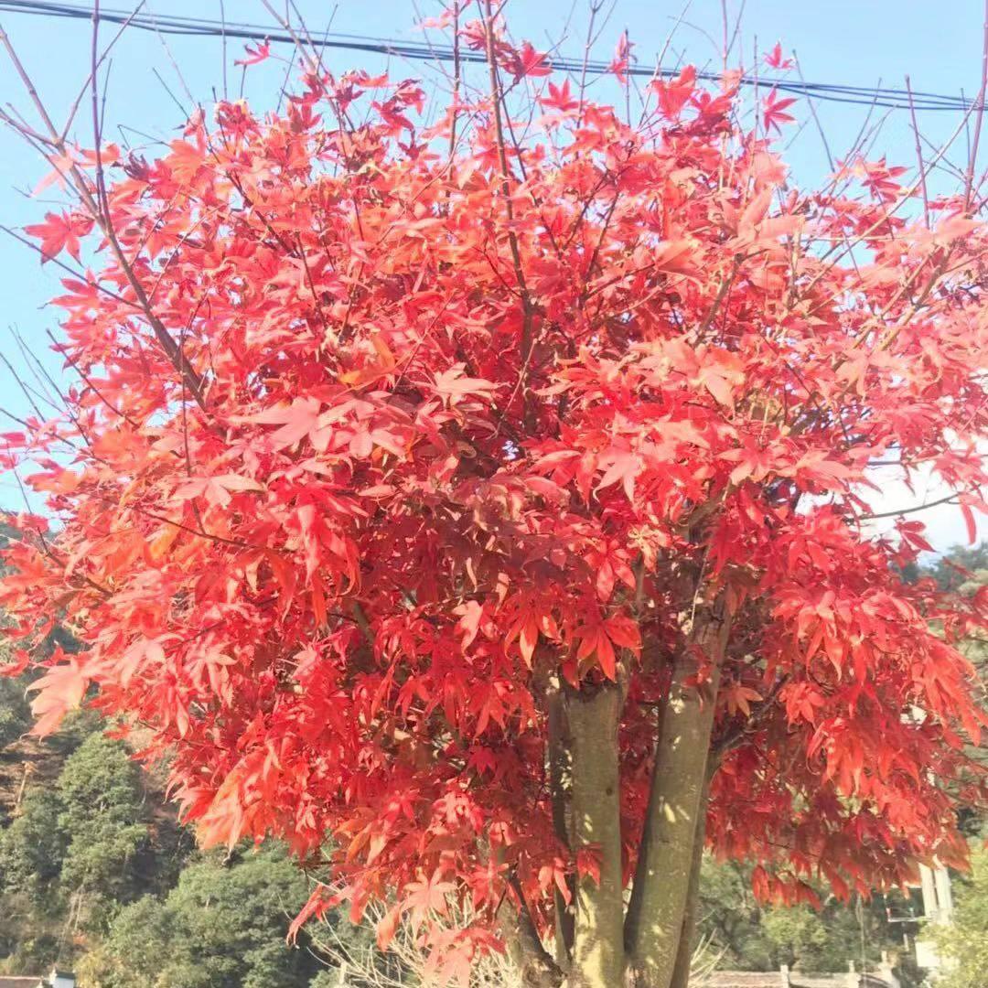 恋人未满