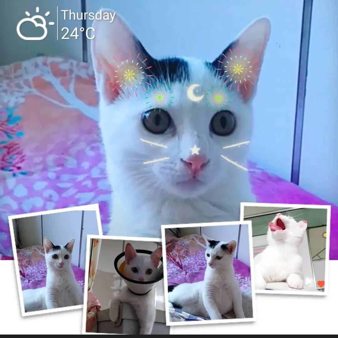 💞✨招财猫✨💞