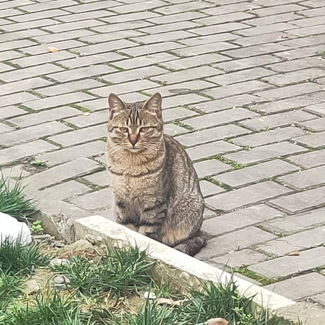 小样，放学别跑！