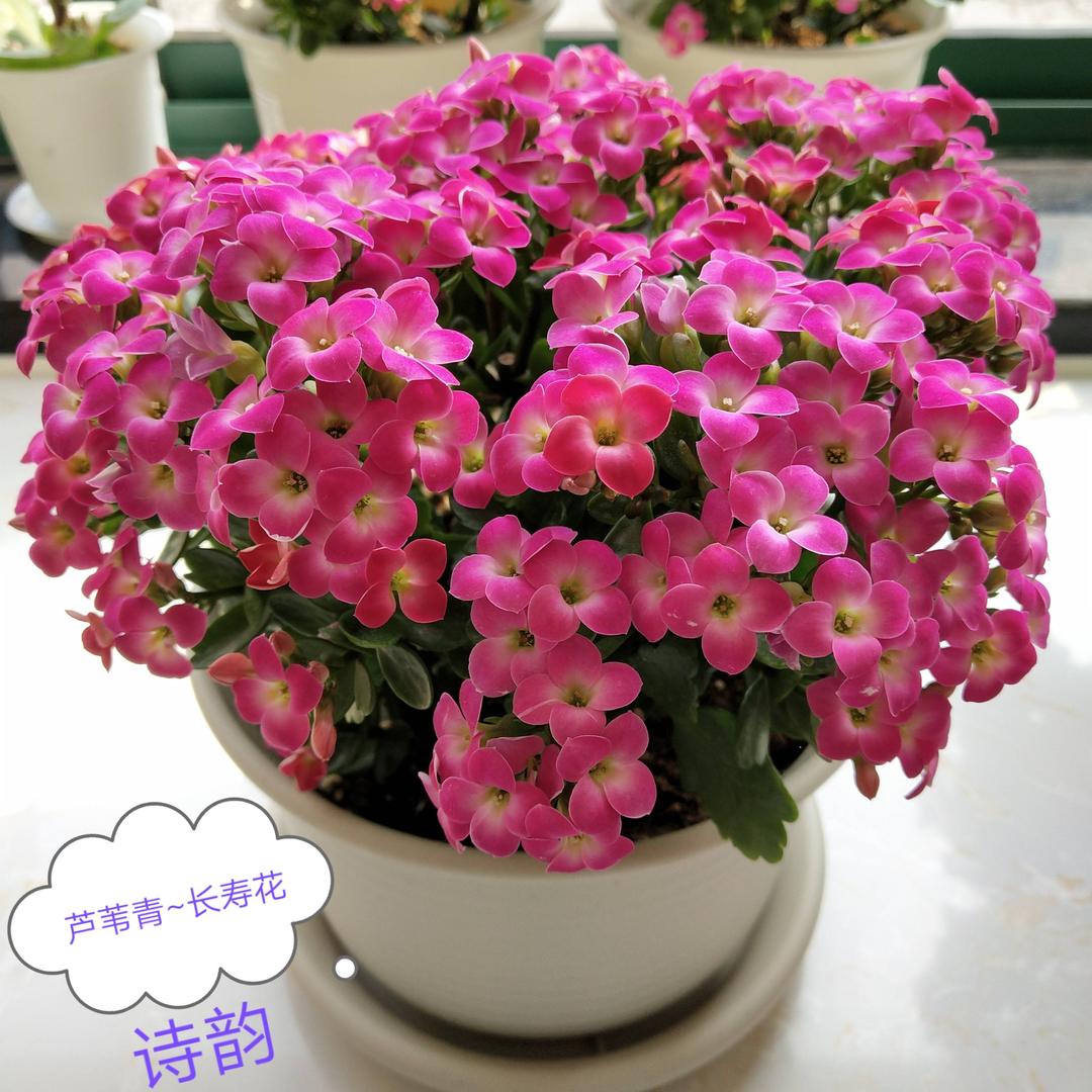 芦苇青