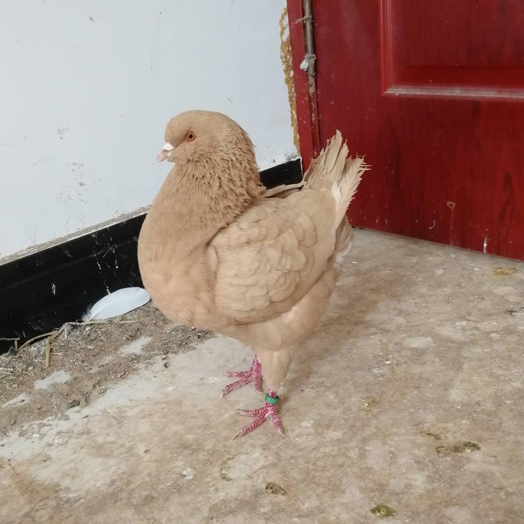 元宝圆环鸽(精品)