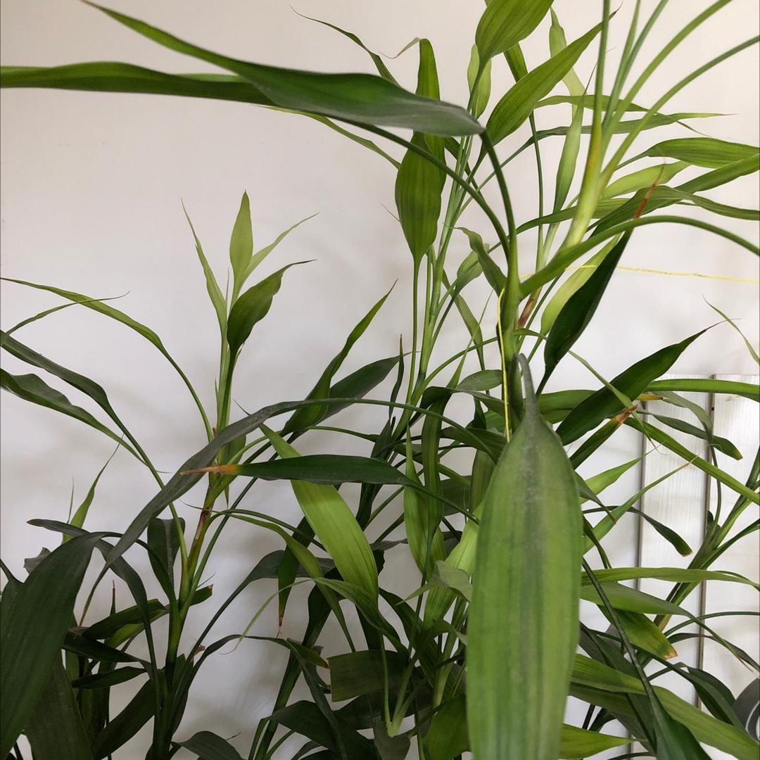 家宝加大中老年