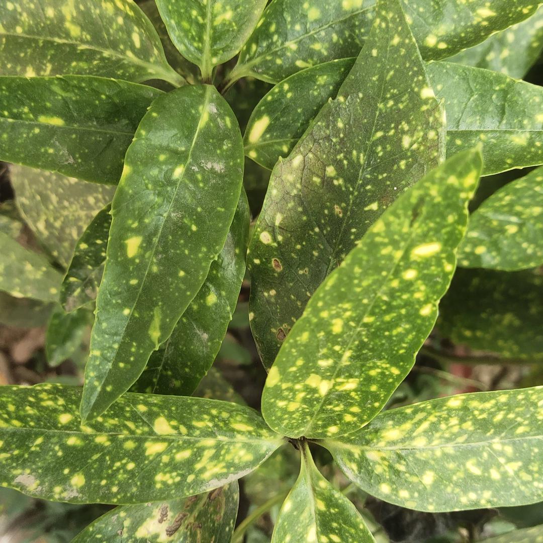 风清阳