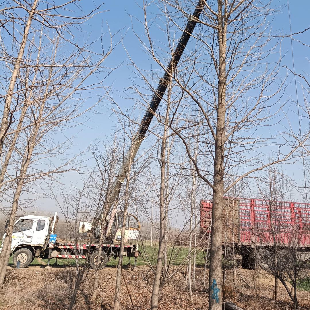 玉晓苗木吊装樱桃种植