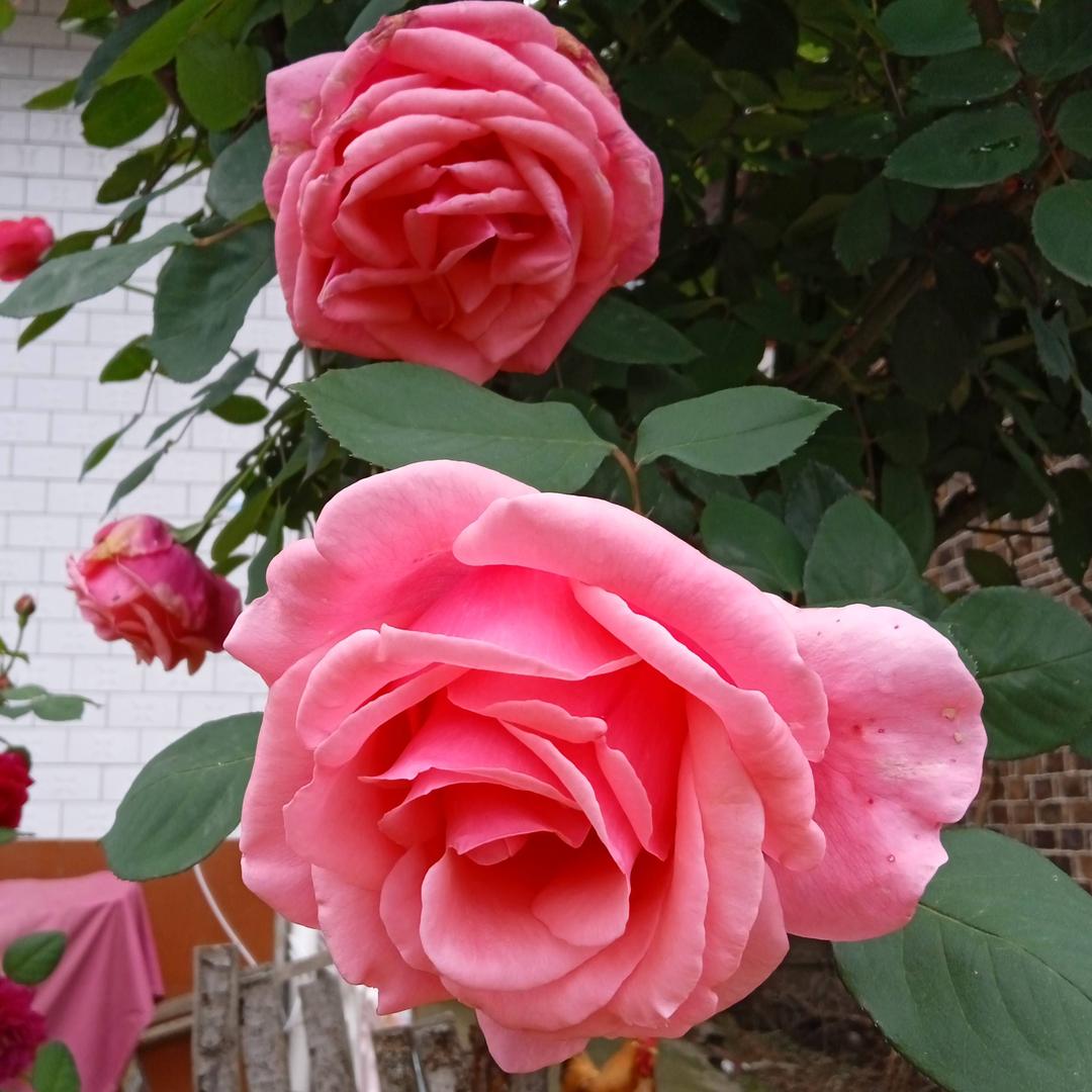 芙蓉🌺