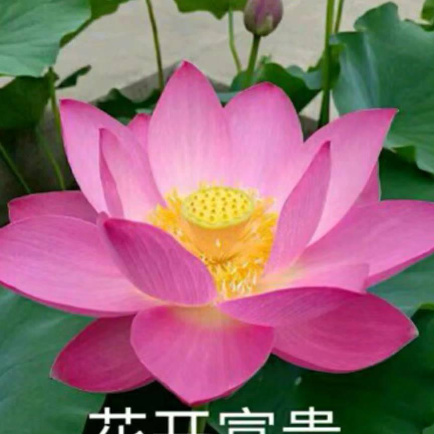 四季来财