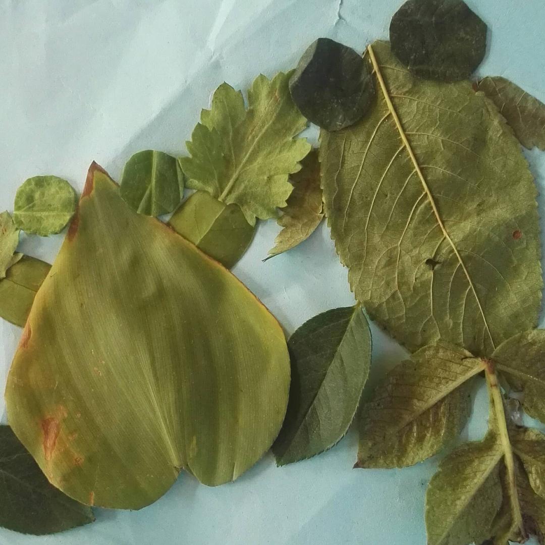 清麦
