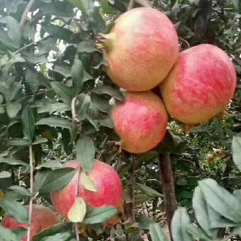 突尼斯软籽石榴树批发