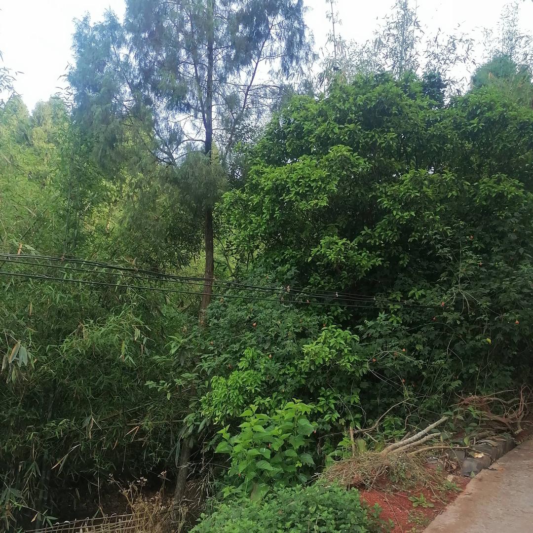 一生牵手，，李雄