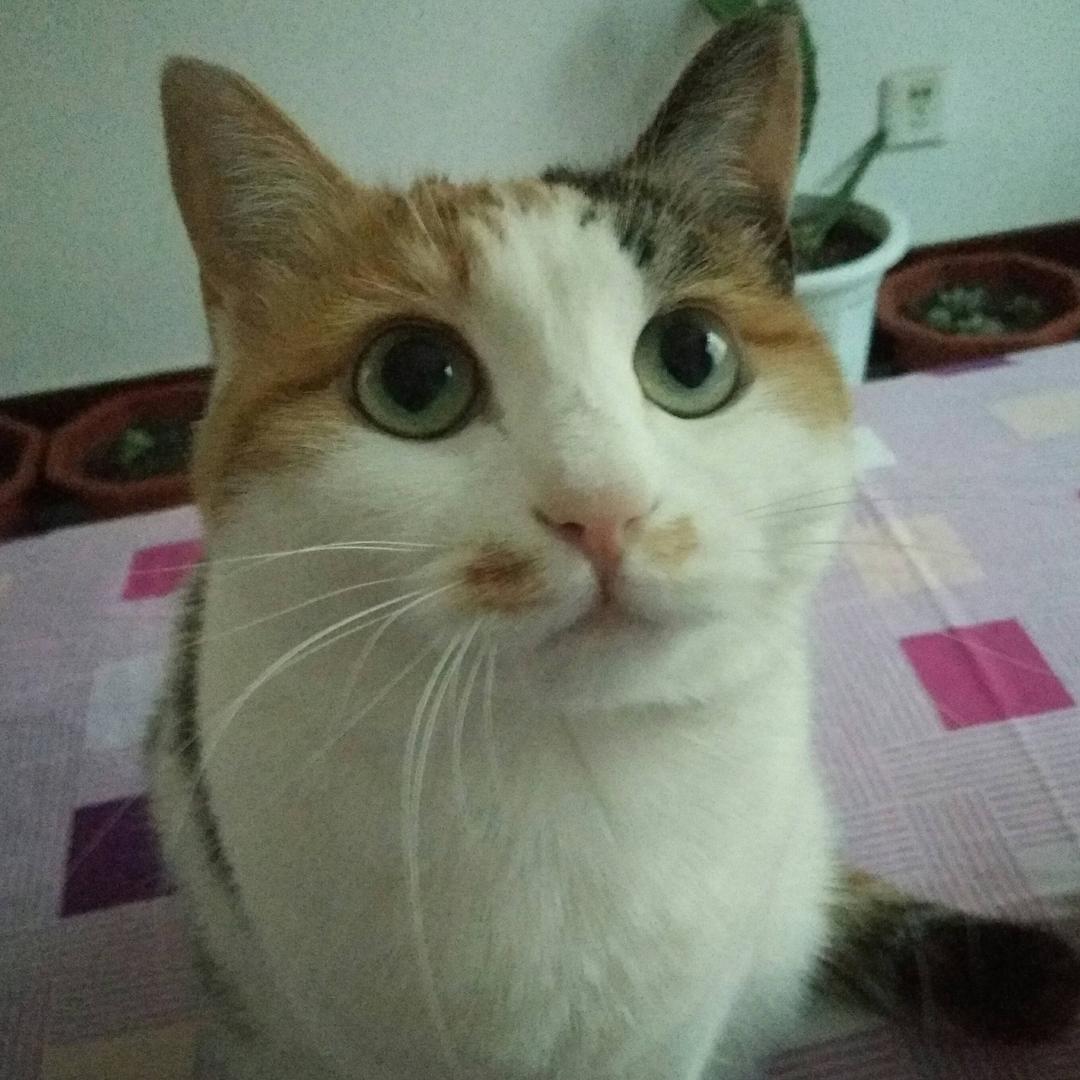 杨木易