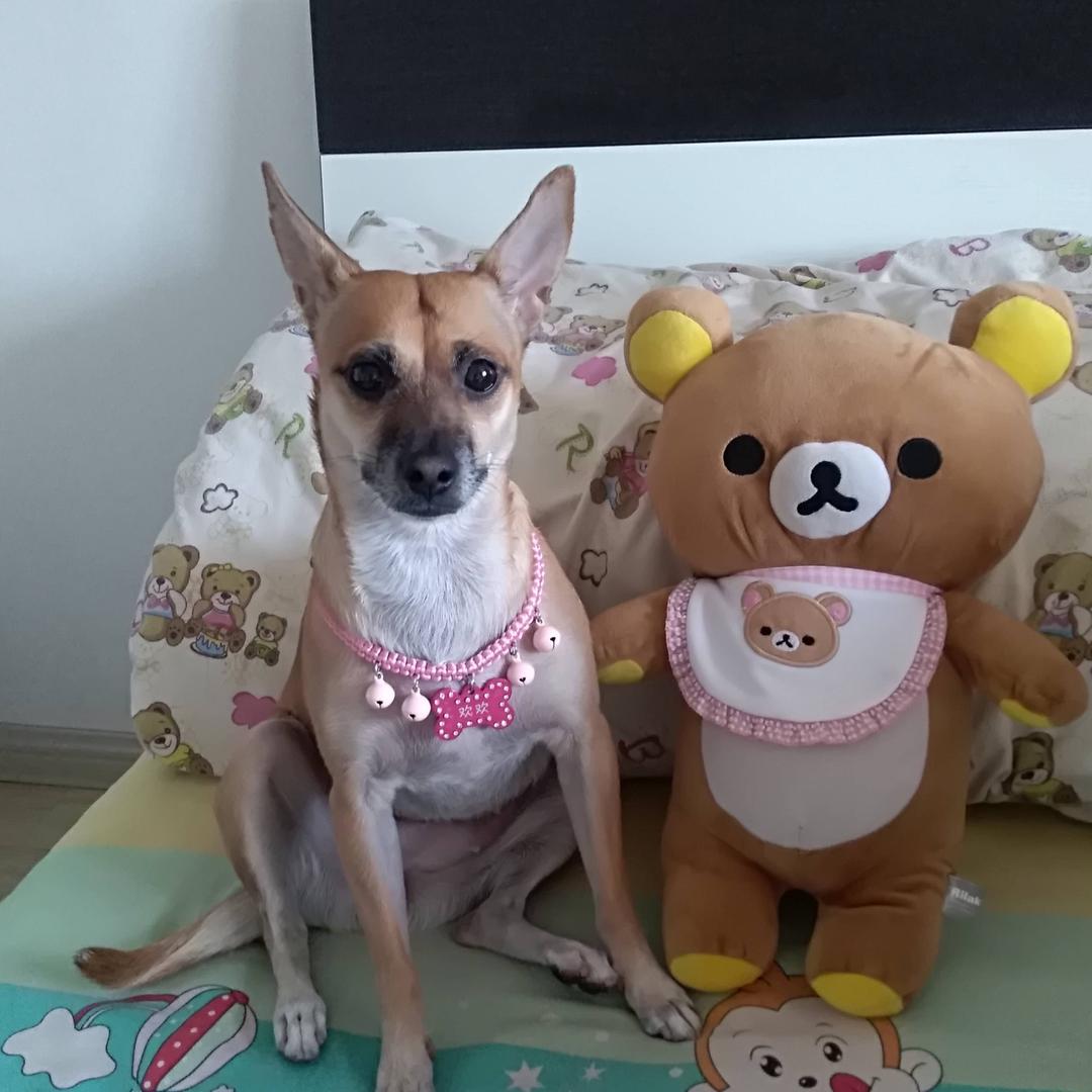 家有欢宝