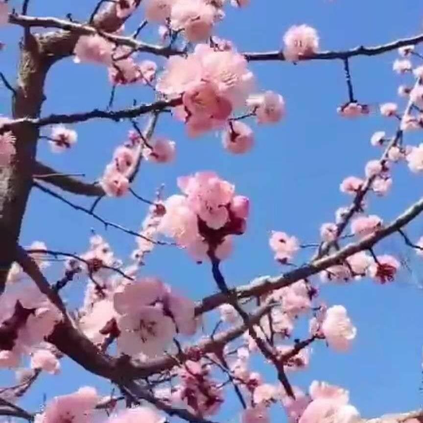 煮玉米
