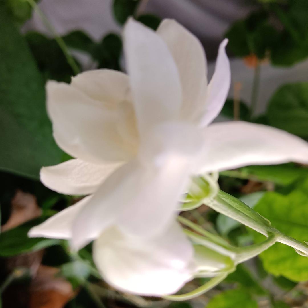 踏雪夜归人