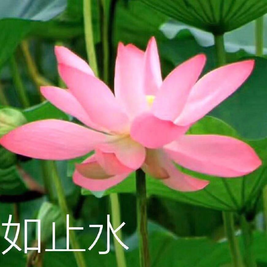 妈妈咪呀781