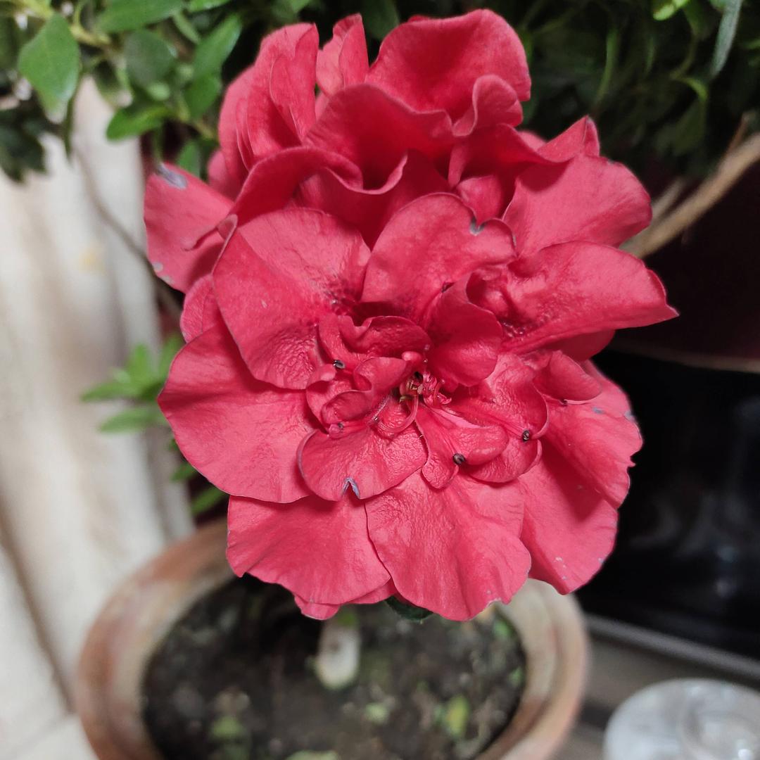 花相伴🌹🍃