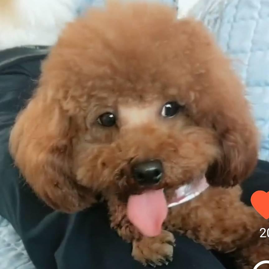 小布点和妈妈可乐
