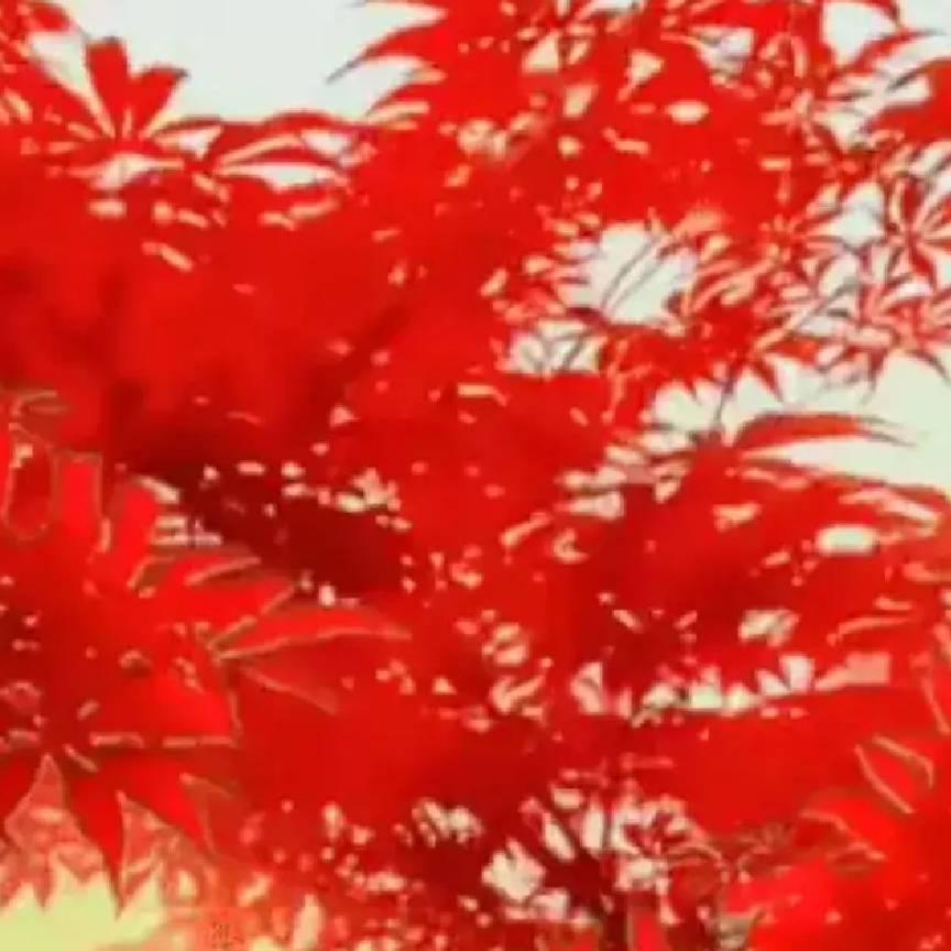片片枫叶红