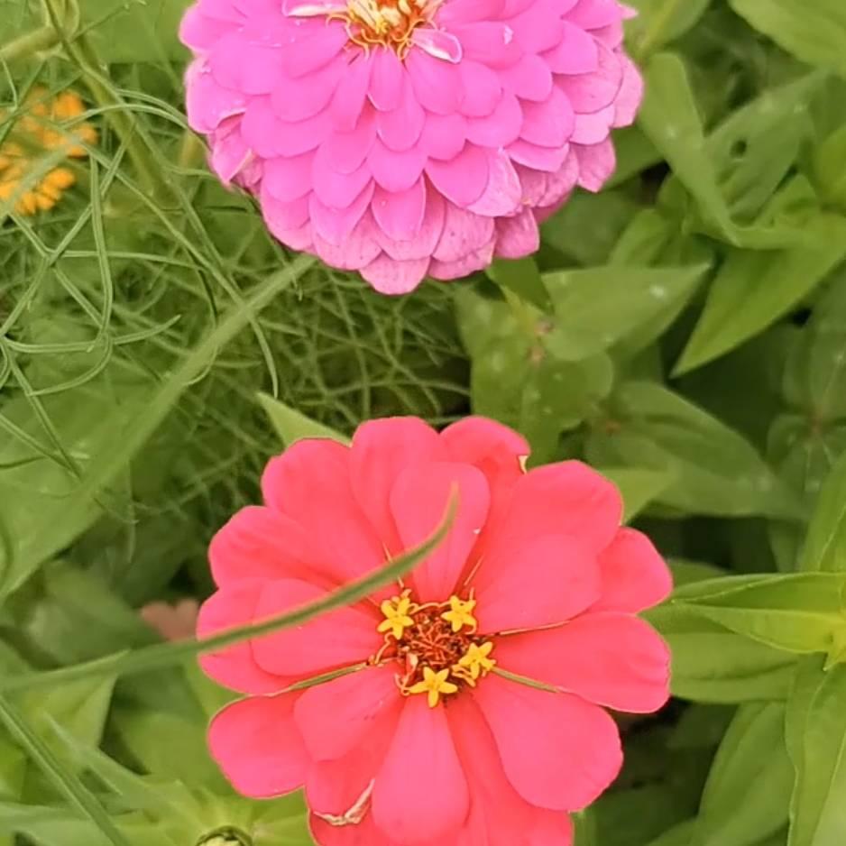 🌹☀以后会更好🌹