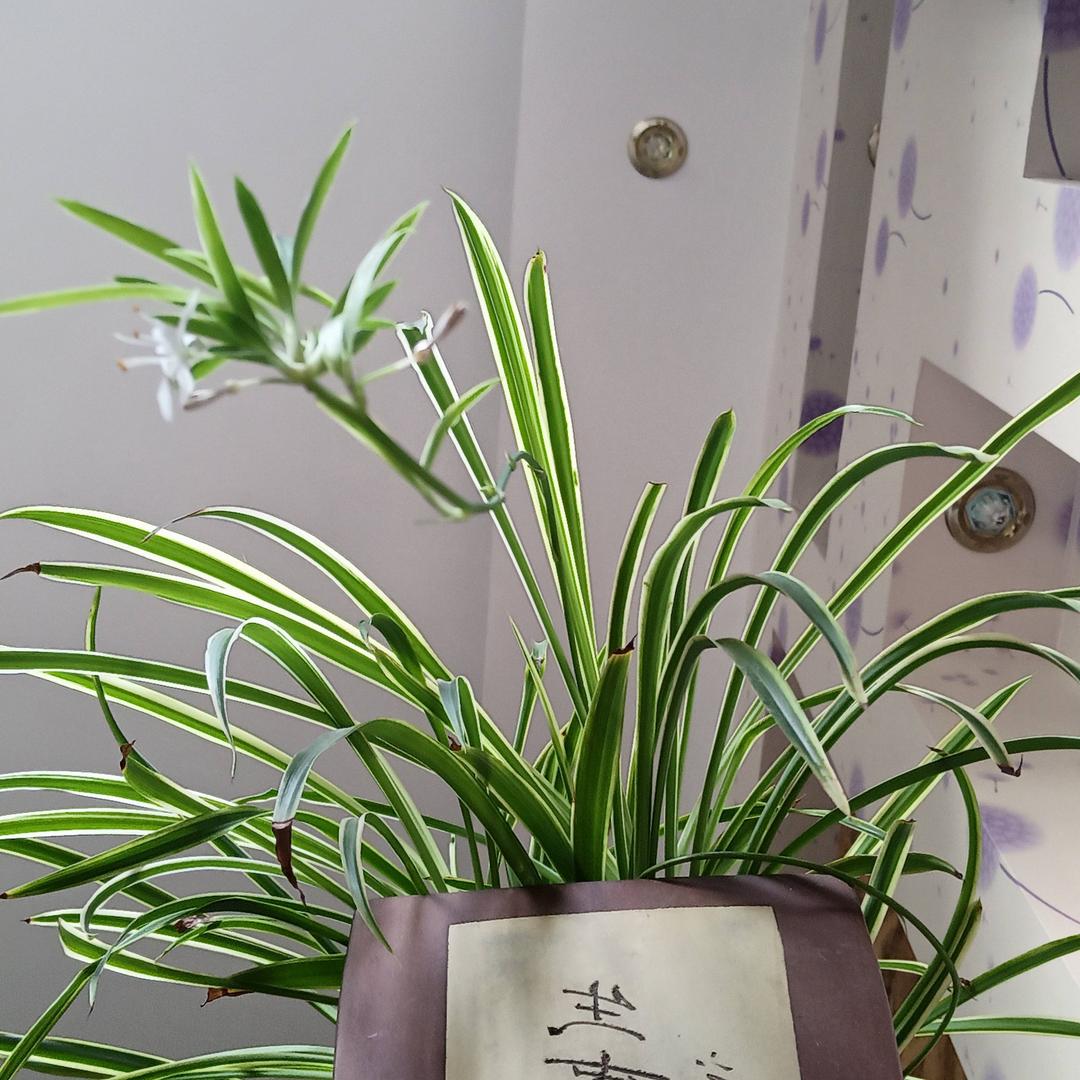 龙余骆驼蓄电池汽修