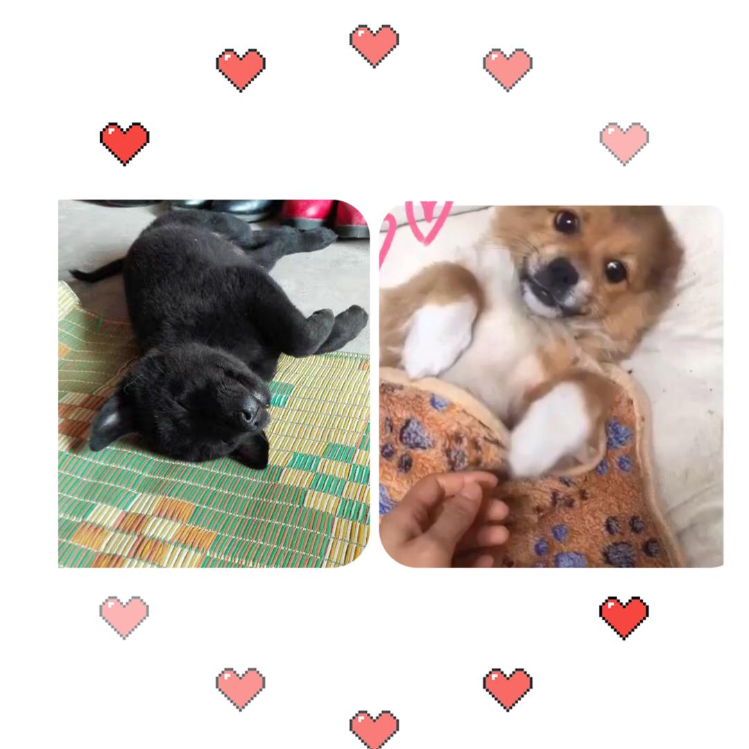 瓜瓜🐶元宝