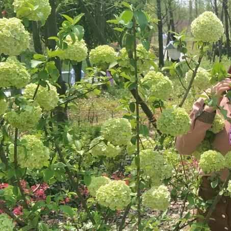最美的秀求花