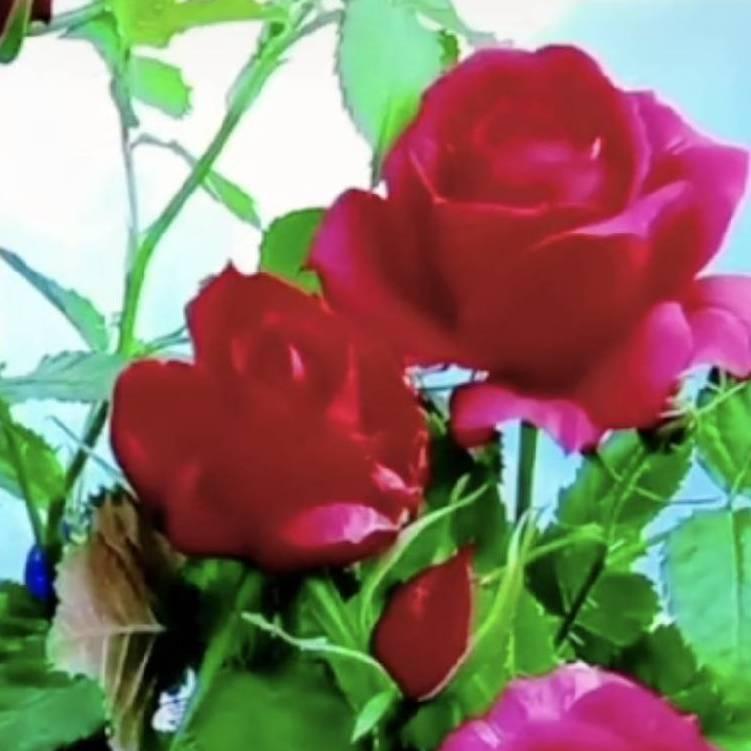 幸福快乐rong🌺