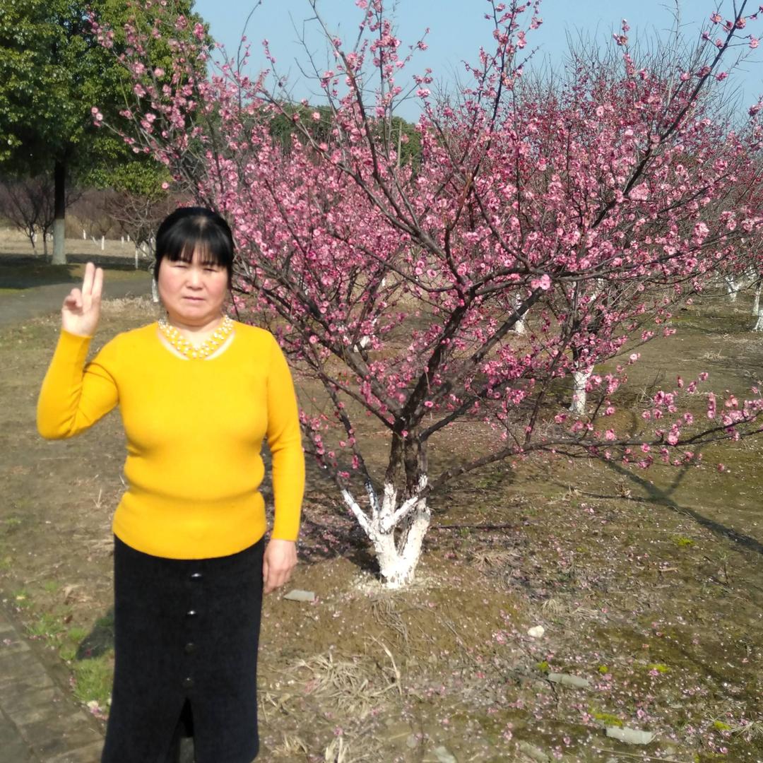 冬天的玫瑰。6838