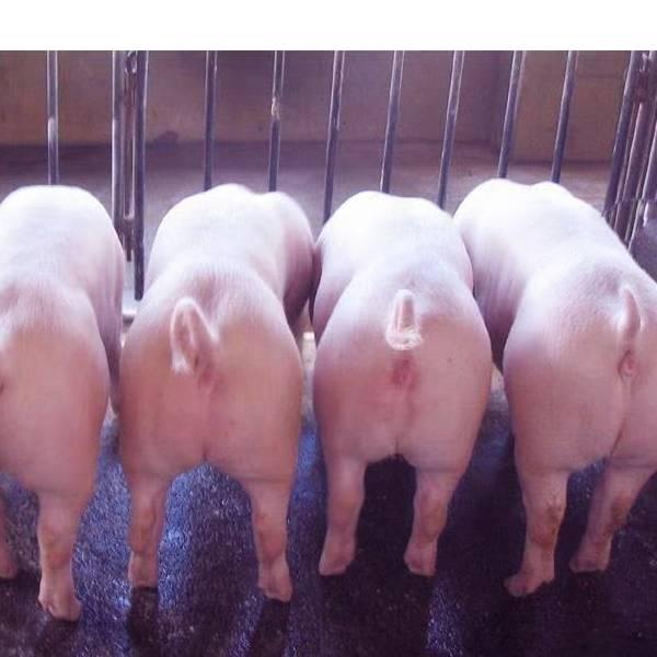 猪猪🐷猪猪