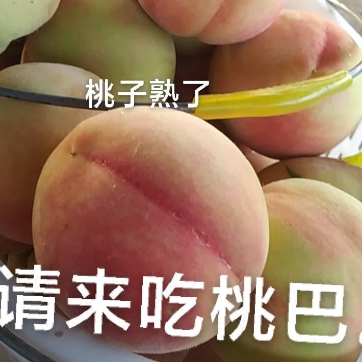 郭集桃园花花