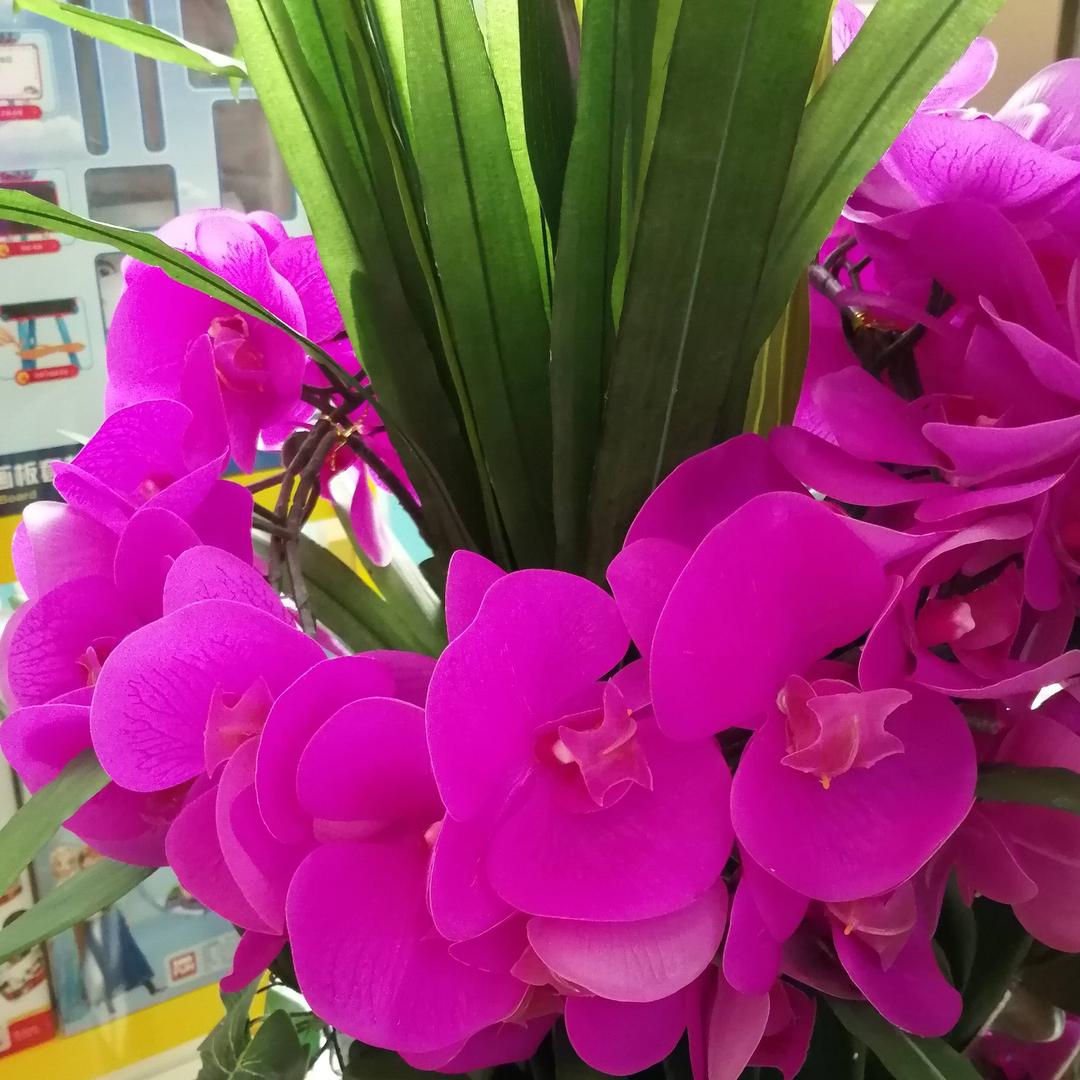 清香兰花