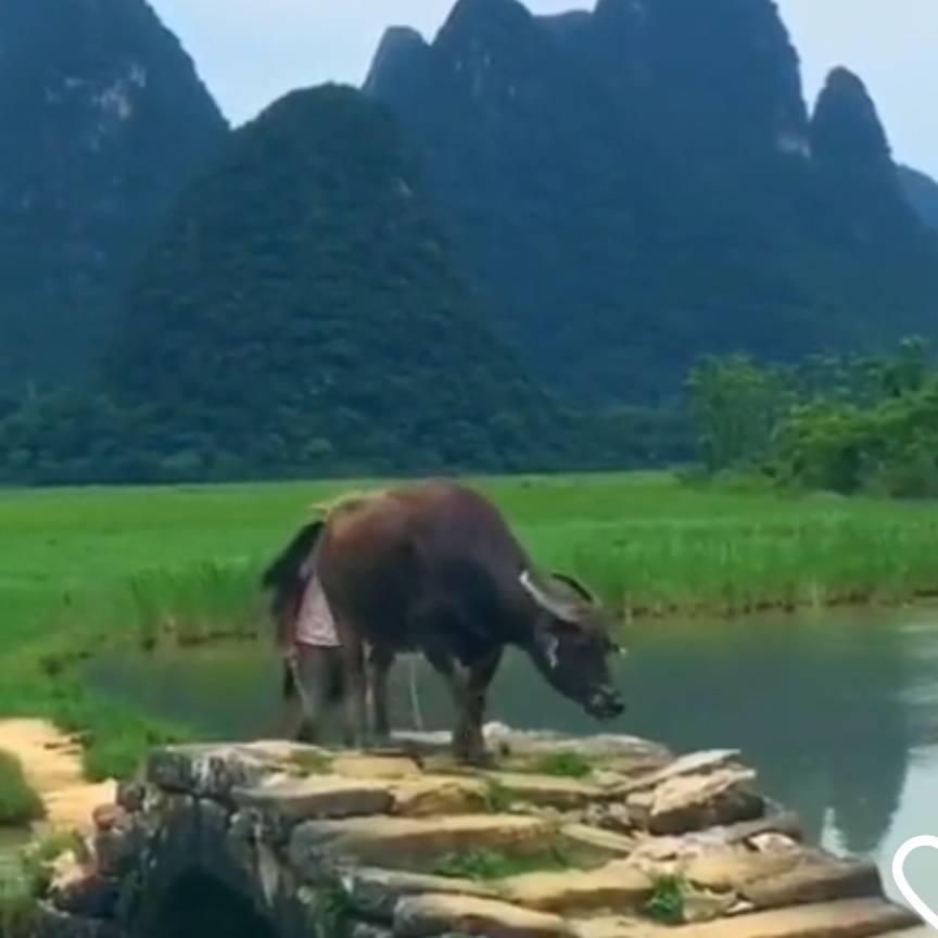 火山牛人