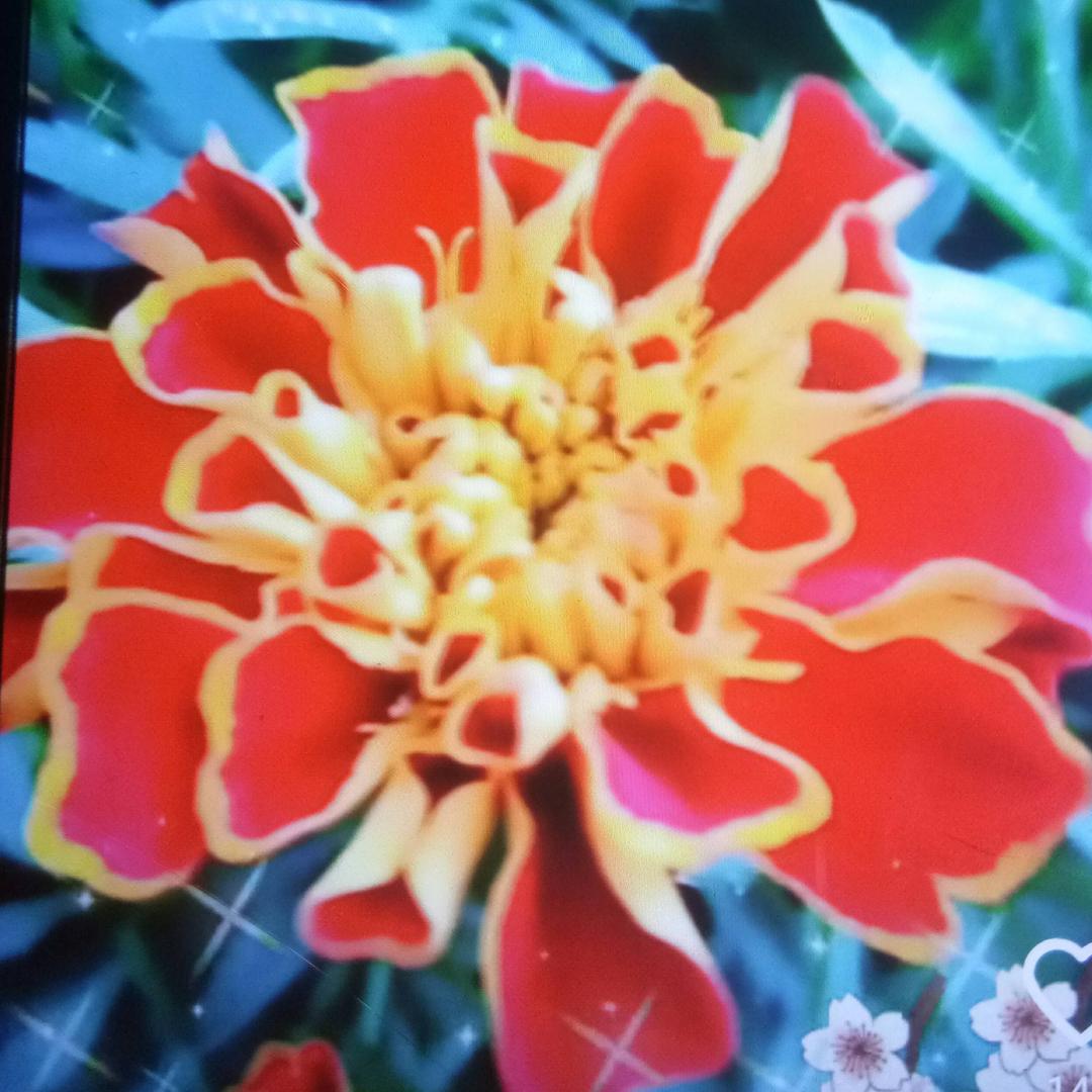 给你一世的芳华