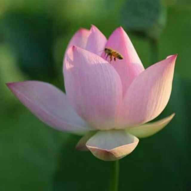 蜜罐🌹️蜜罐