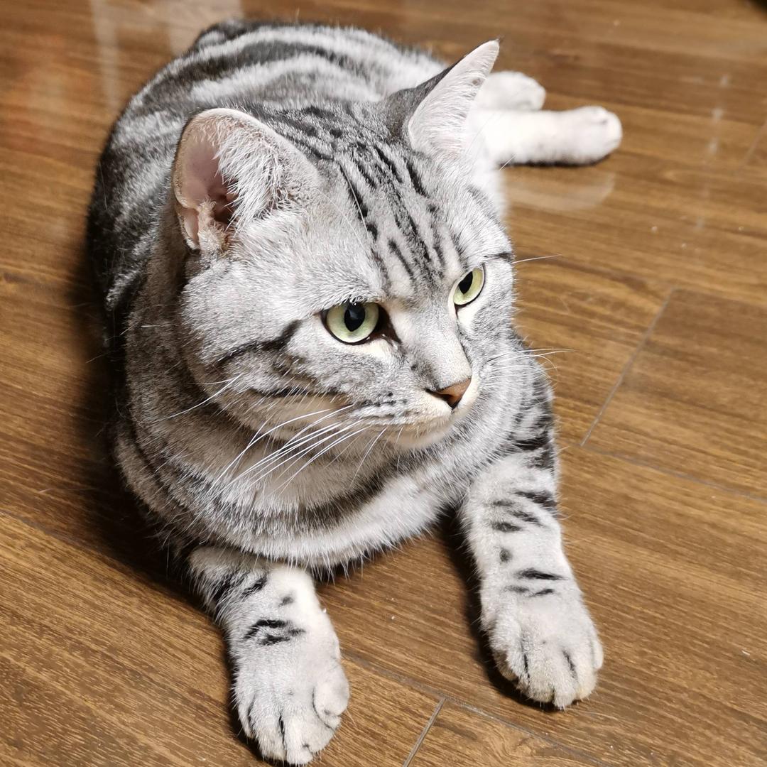 noriah皮皮