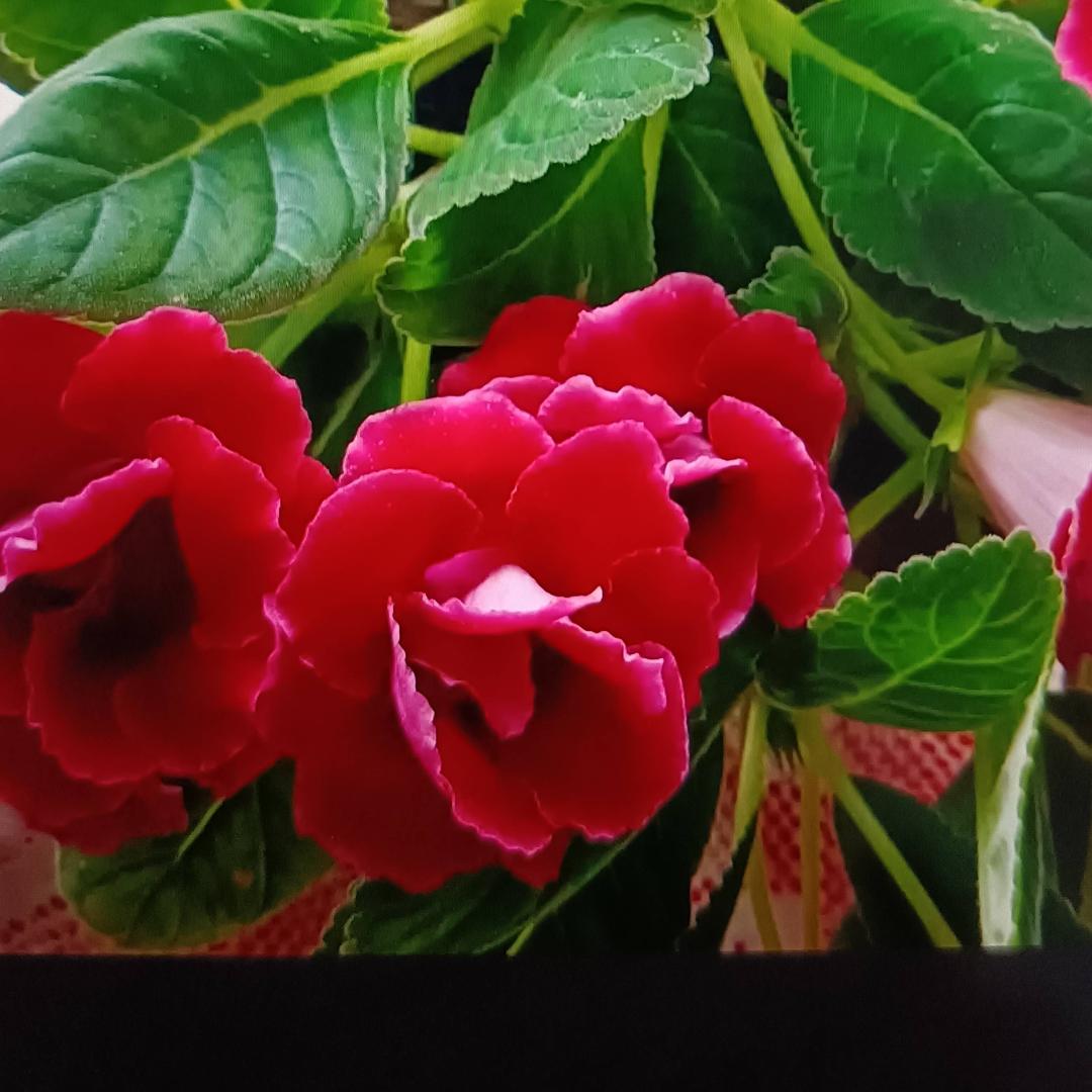 一生平安🧚‍♂