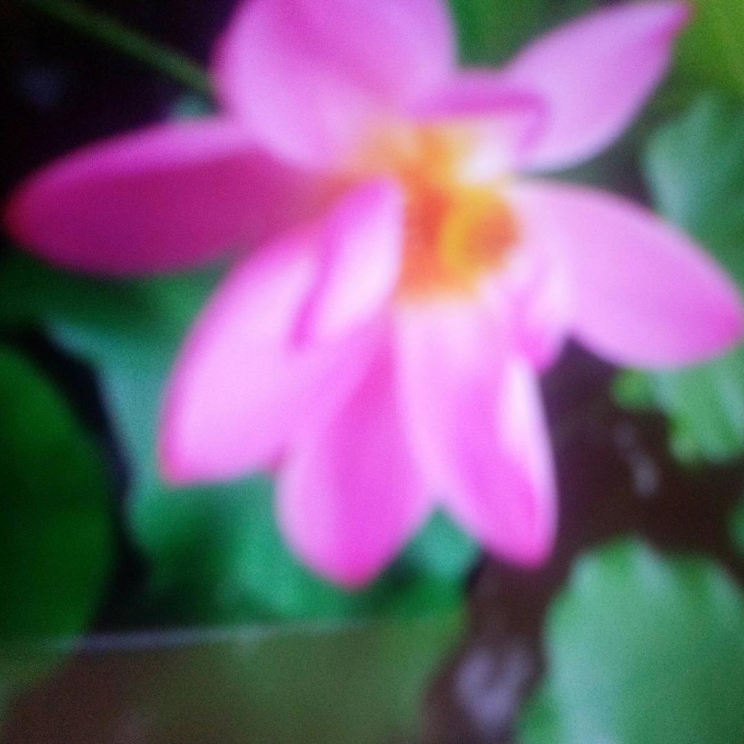 @🌻红红🌻