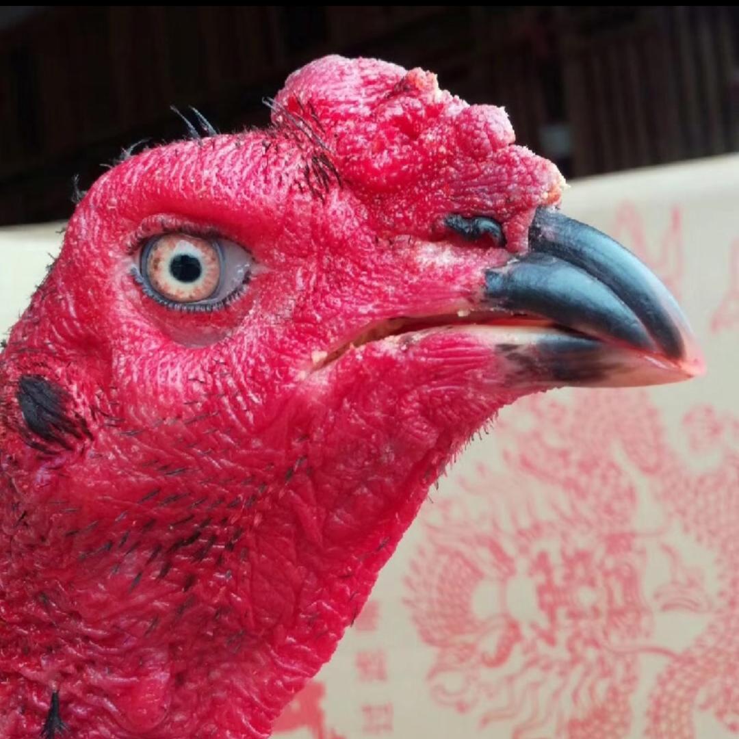 沐发斗鸡造将坊