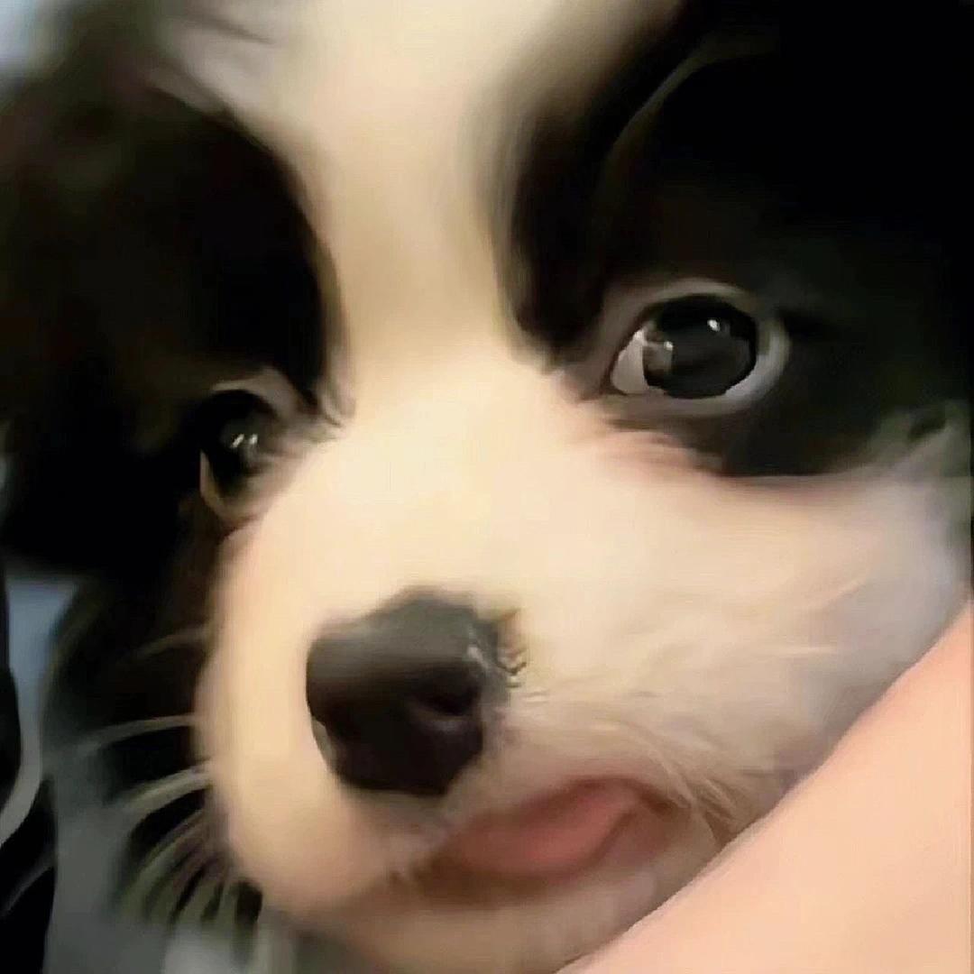 小芒果呀