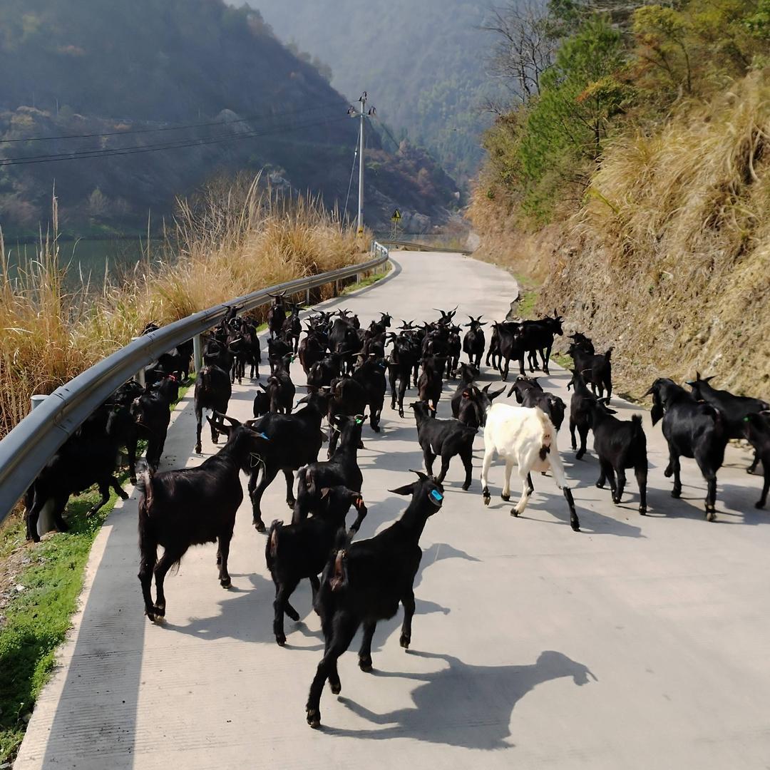 铜柱滩种养专业合作