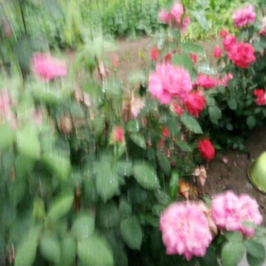 毛氏熏酱熟食店《教学员》