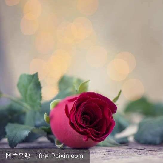 红玫瑰。 🌹🌹