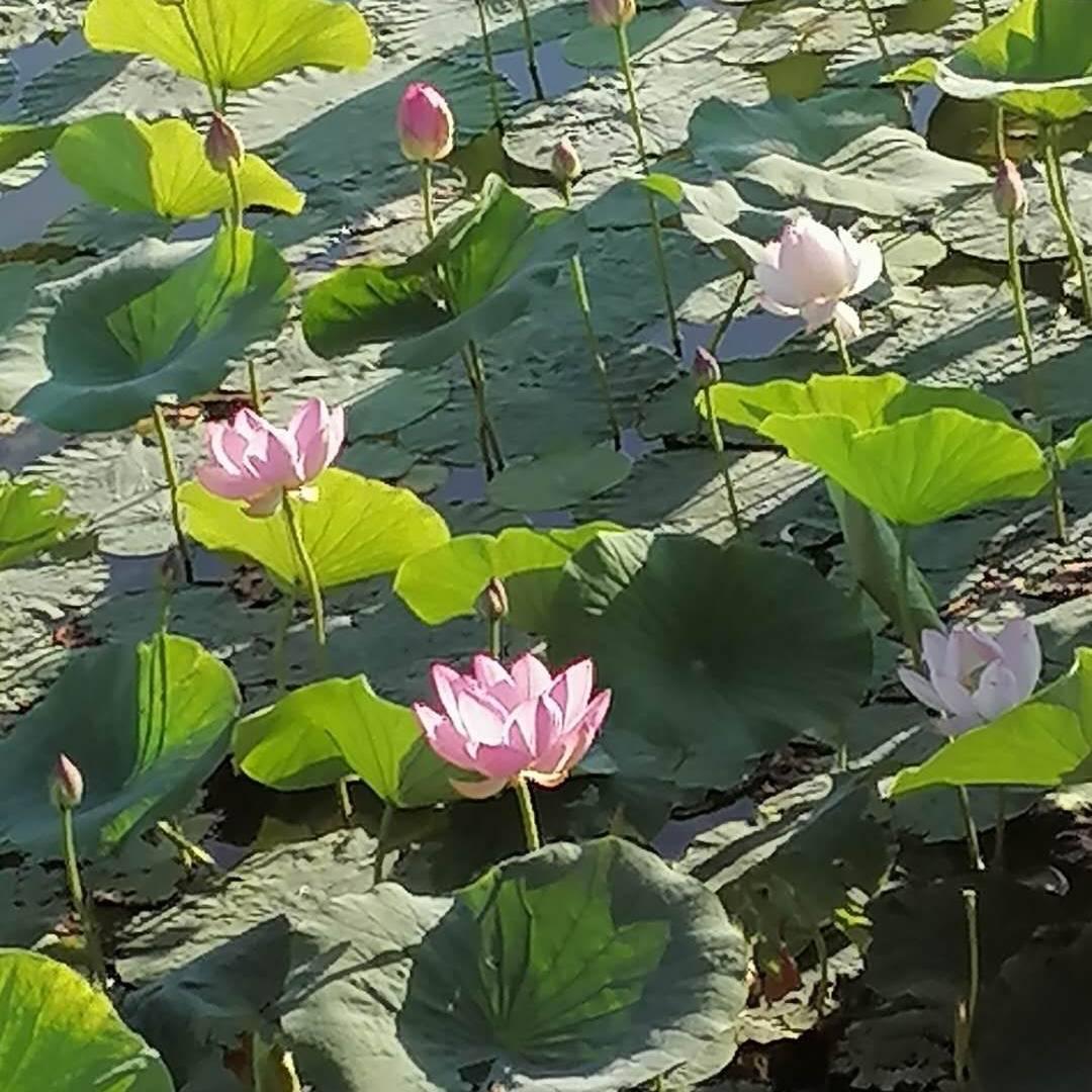文字达人